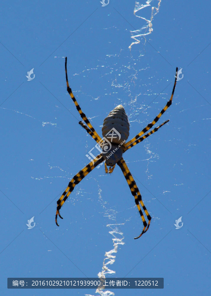 web-x