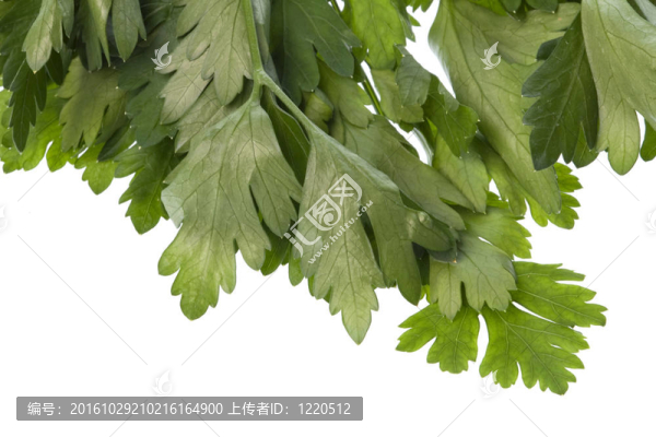 香菜葉分離