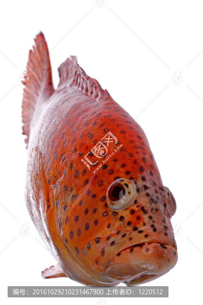 紅羅非魚魚