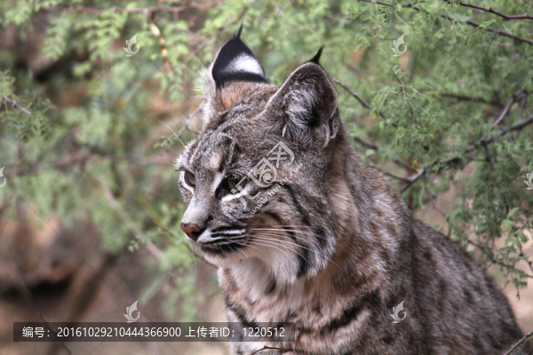 山貓；Wildcat