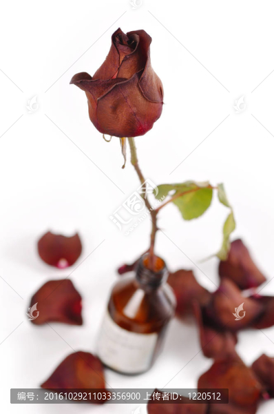 玫瑰在藥瓶里；白色背景上的花瓣