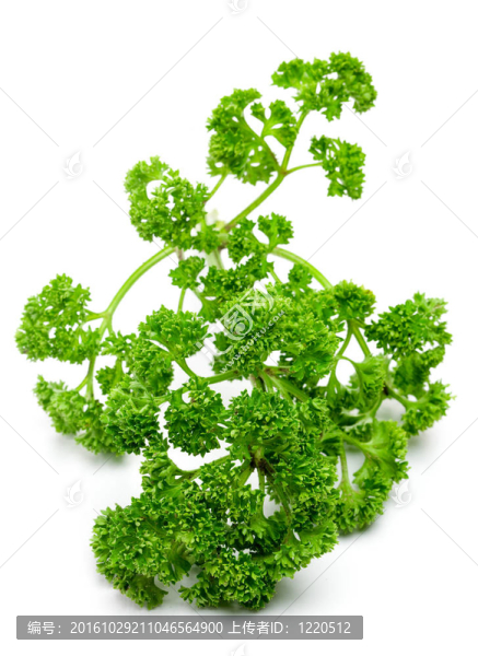 西芹