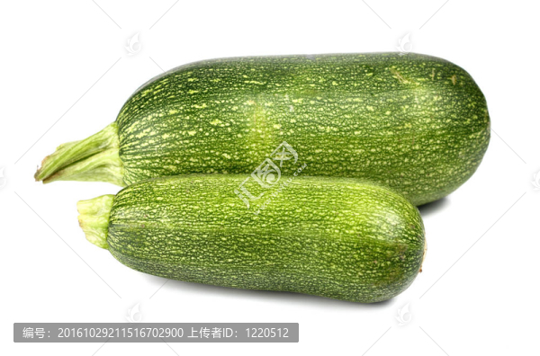 zucchin-匯圖網(wǎng) www.fosd68.com zucchin