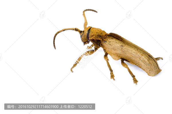 天牛