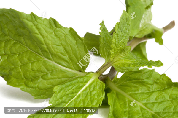 薄荷葉