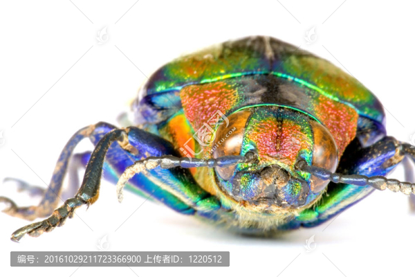 吉丁蟲