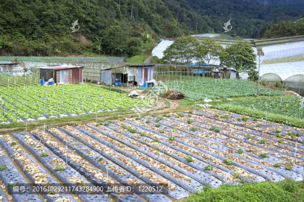 亞洲蔬菜種植