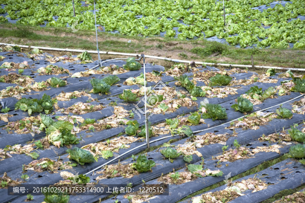 亞洲蔬菜種植