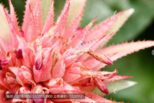 Pink,Flowers綠色背景