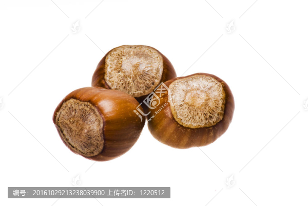 堅果殼