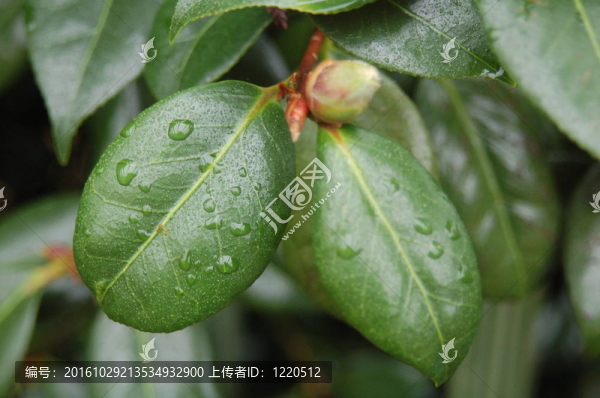 樹葉上的水滴