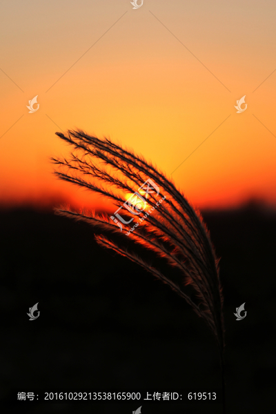 秋日夕陽,蘆葦