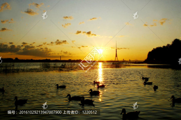 美麗的風(fēng)景與鳥silouette