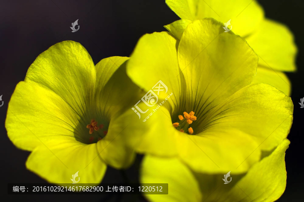 黃色的小花朵