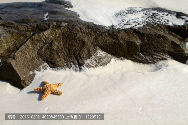 海灘上的海星
