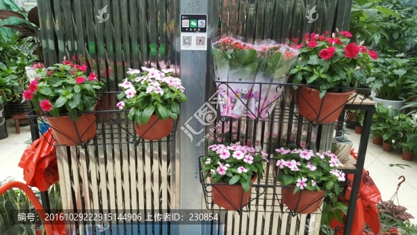 園藝,花卉
