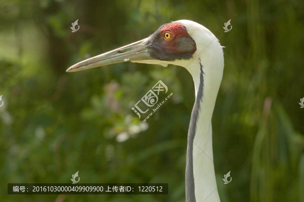 鸛