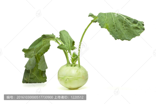 德國的蘿卜