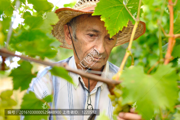 高級(jí)釀酒師