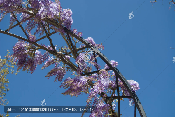 美麗的花朵