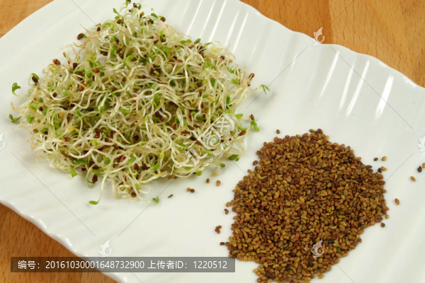 苜蓿芽和種子