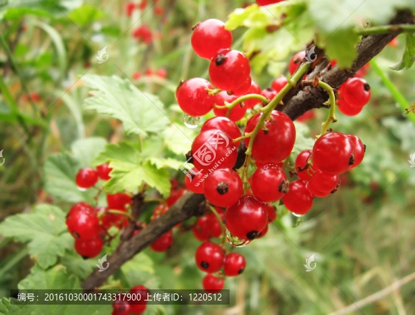 紅醋栗分冊