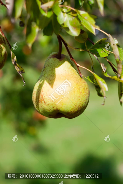 梨樹(shù)