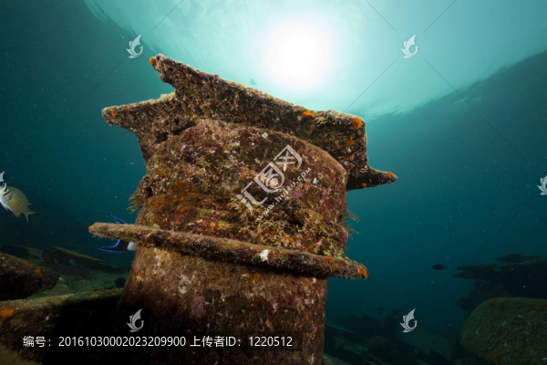 的鸕鶿的沉船和美麗的珊瑚增長仍然