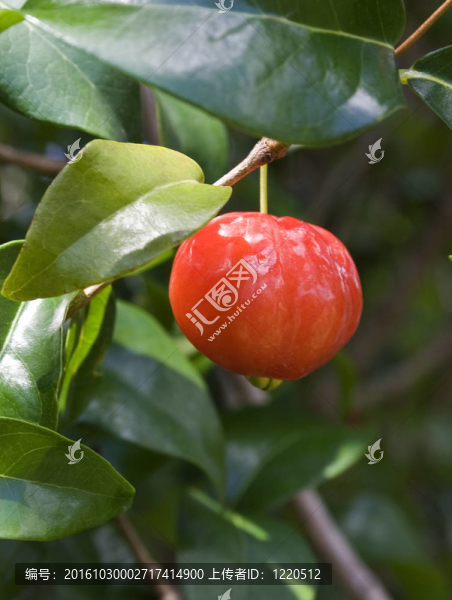 巴西櫻桃樹(shù)（pitanga）