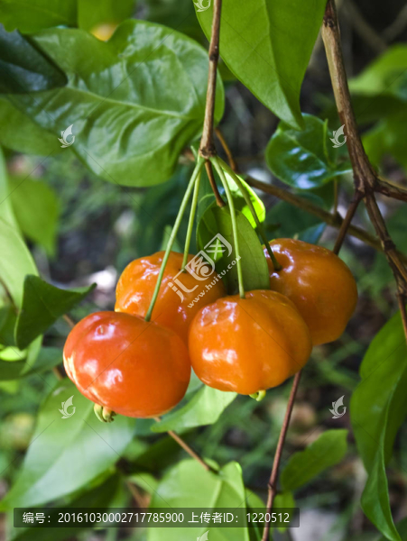 巴西櫻桃樹（pitanga）