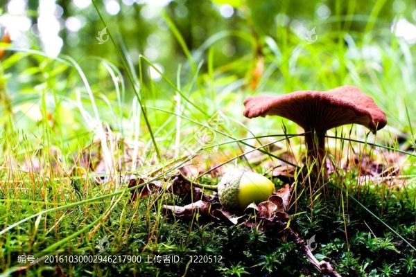 蘑菇