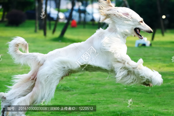 阿富汗獵犬奔跑