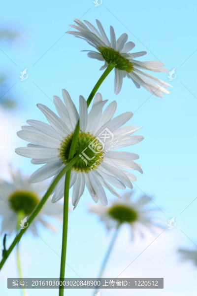 甘菊在天空