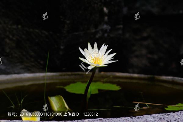 蓮花