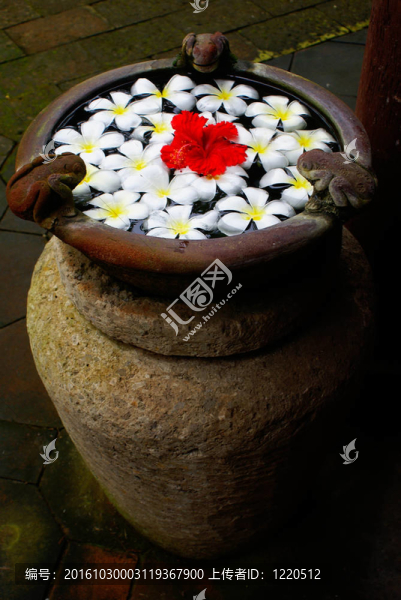 巴厘的花
