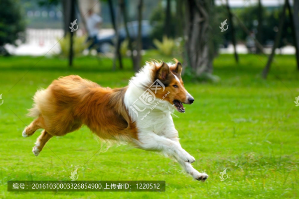 狗跑
