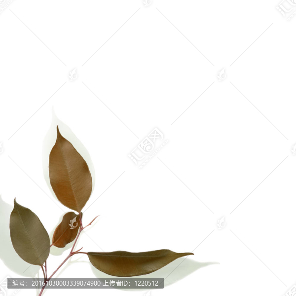 由樹葉制成的框架