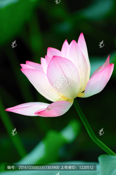 荷花盛開(kāi)
