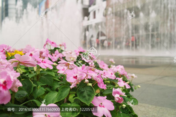 噴泉背景的花