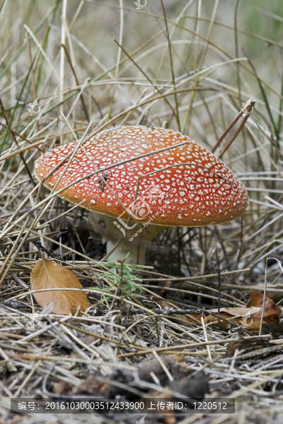 臭蟲(chóng)木耳