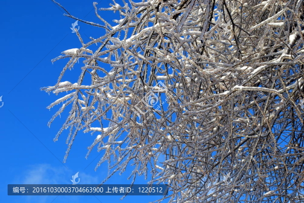 陽光下閃閃發(fā)光的樹枝在冰