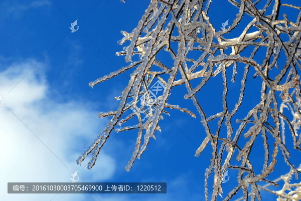 陽(yáng)光下閃閃發(fā)光的樹(shù)枝在冰