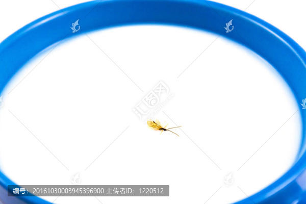 鮮奶