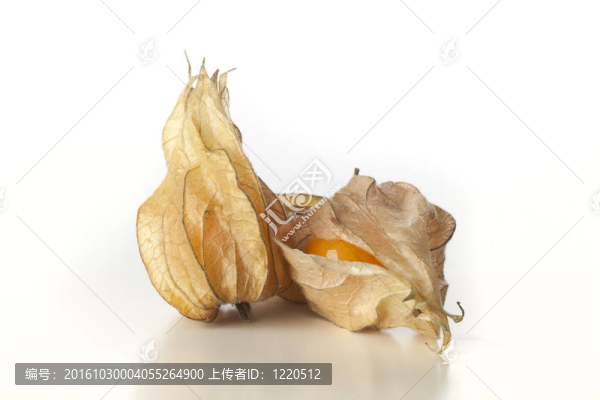 孤立的酸漿果