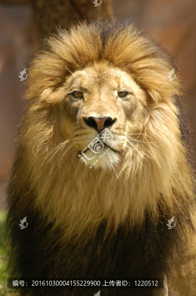 獅子王