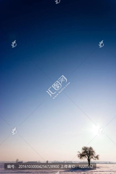 樹