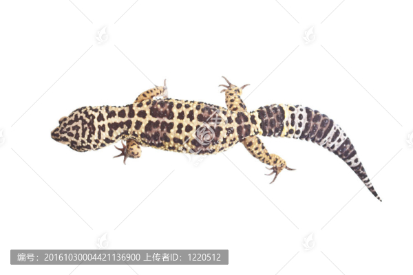 爬行動(dòng)物