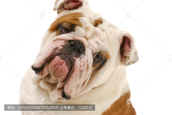 斗牛犬的畫像