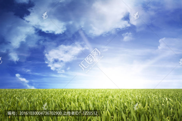 漂亮的綠色的田野