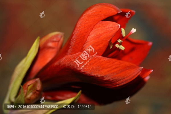 朱頂紅